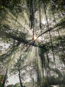 Sunlight dappled through weeping willow trees